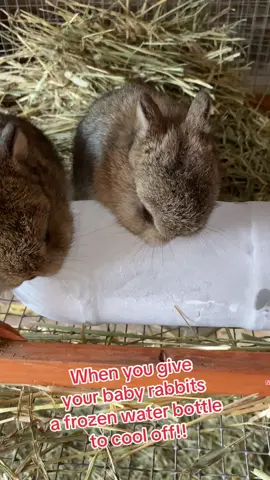 When you give your rabbits a frozen water bottle to cool off on a hot day! They play!! #netherlanddwarf #rabbit #bunny #cutebunnies #playing 