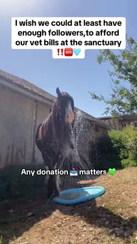 Any donation can bring us closer to raising our goal of 2600$,we rely on your support and funding 📥,thank you for the support 💚. #equine #support #soulhorse #fundraising #horsemom #photography #horselife #horserescue #sanctuary 