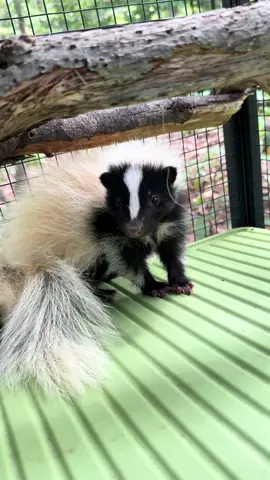 These two have to be the most gorgeous skunks in our care! I’m so happy for them to get back into the wild and bring on more babies in the future with their genes 🧬! #wildlife #wildliferehab #rescue #skunk #skunksoftiktok #genetics 