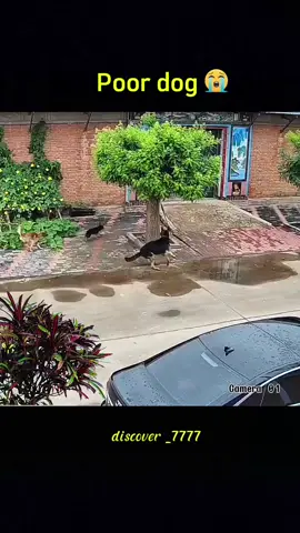 #animals #dog #dogsoftiktok #animalsoftiktok 