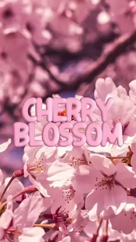 Replying to @Blossom Ádunni | HTX Creator♥️  🌸 Part 2: Cherry Blossom soft, sheer, and quietly stunning. This floral note adds elegance without overpowering. PERFUMES MENTIONED: @BROWN GIRL Jane @AMOUAGE @Dior @Bath & Body Works  #CherryBlossom #FragranceNotes #PerfumeTok #fragrancetiktok #smellinglikethemoneyidonthaveyet 