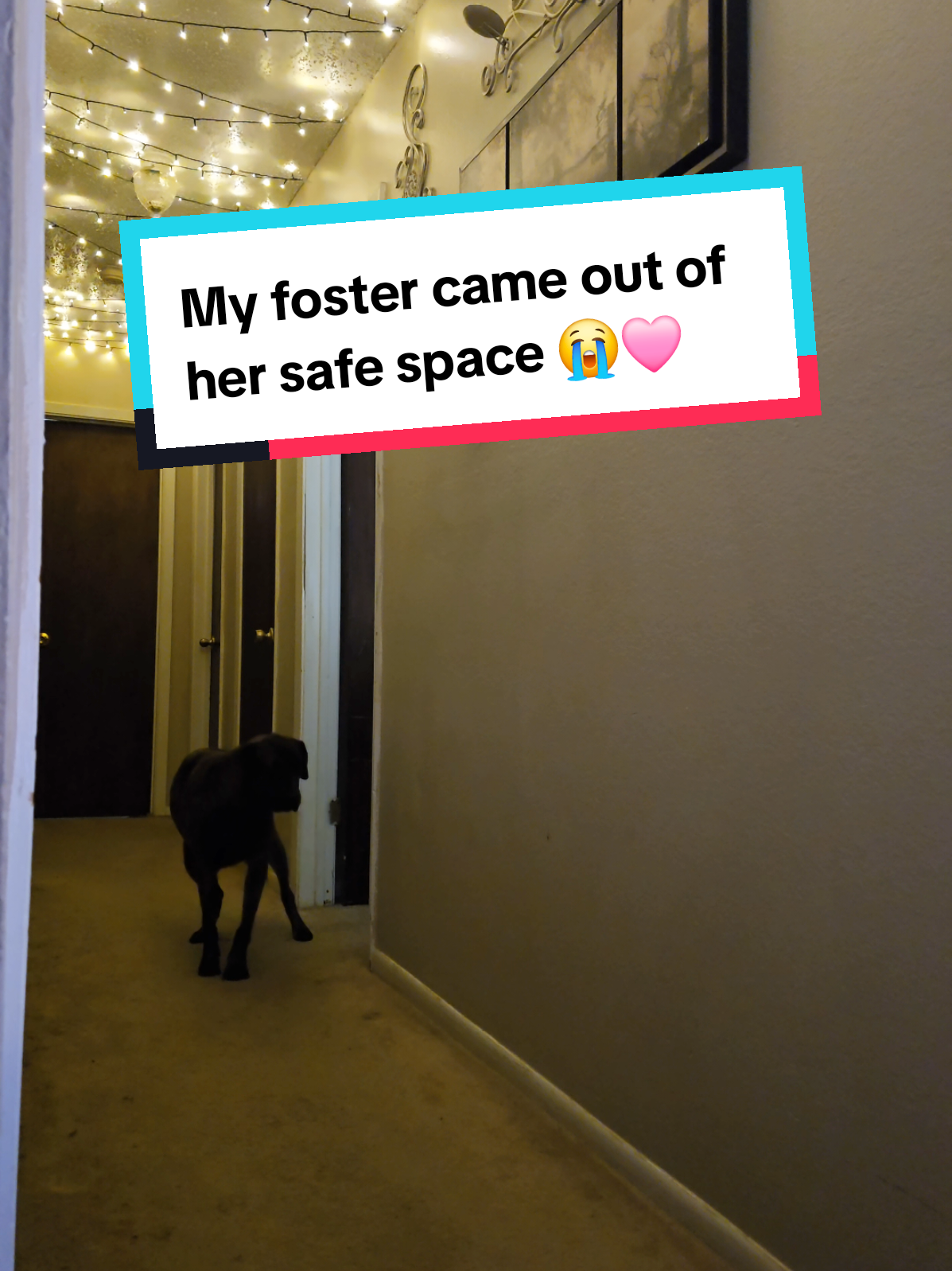 We're adding another safe place to her list 🥹🐾 #fosterdog #healing #dogtransformation 