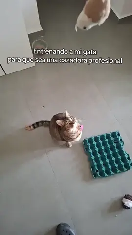 Ya casi  . . #gato #foryou #parati #fyp