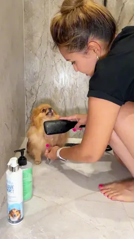 Bath time vibes 🛁 Who else’s dog hates this? 😂 #fyp #pomeranian #dogsoftiktok #dogbath #funnydogs