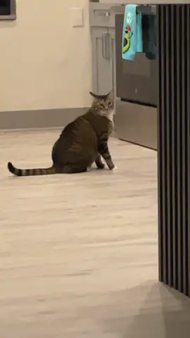 Always crying for wet food😂 #catsoftiktok #fatcat 