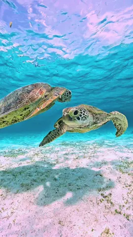 2匹のウミガメさん😍 #gopro#goprohero11 #seaturtle #ocean #miyakoisland #miyako #snorkel #snorkeling #skindive #turtle #beautiful #underwater