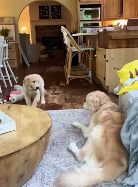 Forgive the mother dog for being a first-time mom! #fyp  #foryou #petlove #dog #dogsoftiktok #doglover #funny #funnyvideos #fypage #funnydog #funnytiktok #dogs 
