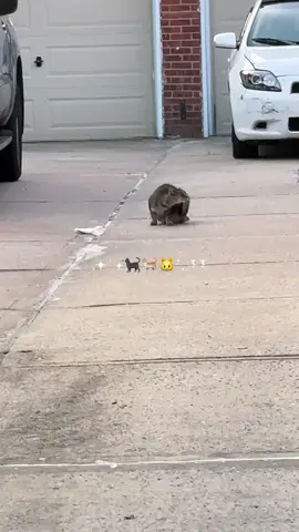 POV: you’re the neighborhood cat whisperer 