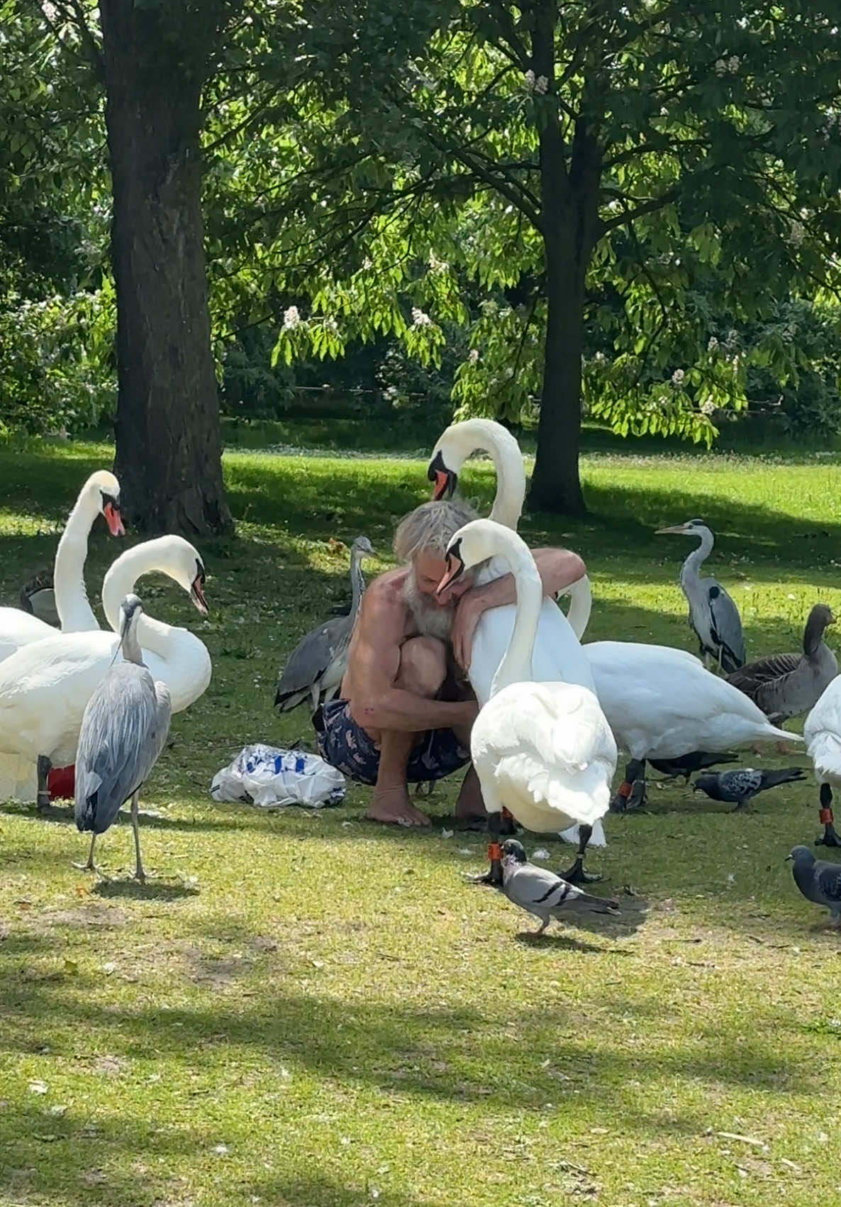 Man really loves the swans! 🦢#swan #hydepark #london #jet2holidays #nothingbeatsajet2holiday 
