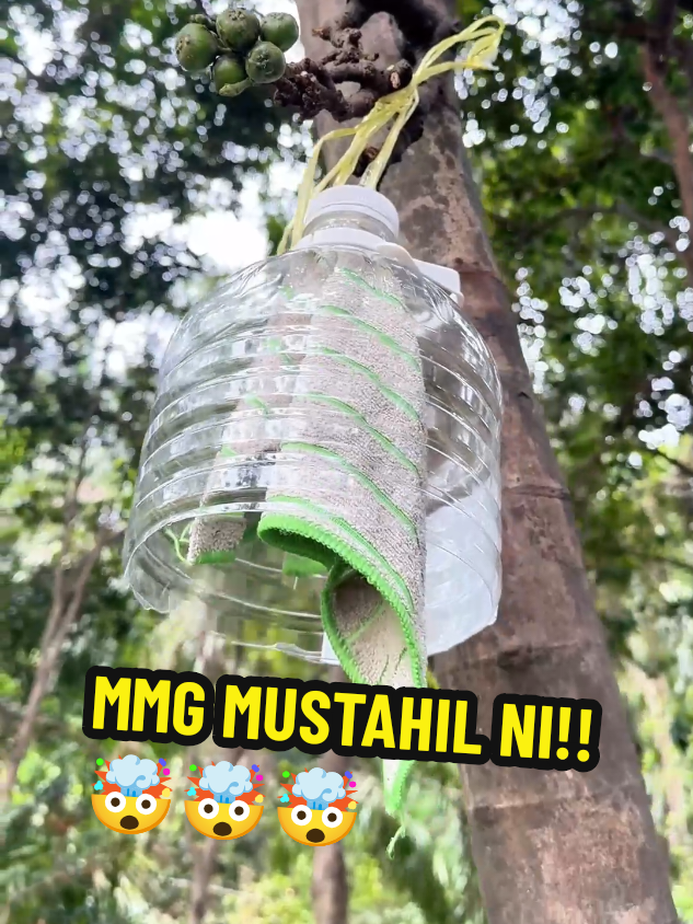 akhirnya kebun saya x diceroboh lagi haha 😆 #kebun #monyet #perangkap #trap #test #fyp #viral 