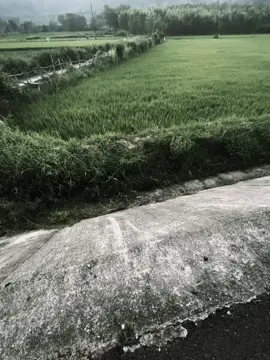 “生命如此之大，这双手只能握住小东西。” “Cuộc đời này rộng lớn, đôi tay này chỉ có thể ôm lấy những điều nhỏ bé mà thôi.