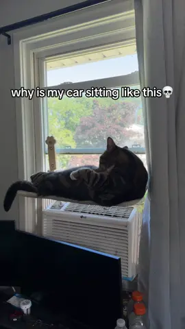 #fyp #catsoftiktok 