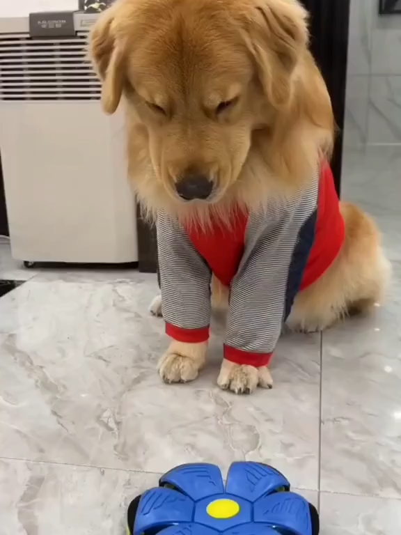 Bolinha interativa!! Seu Pet vai amar!! Transforme a brincadeira em surpresa! A Bola Maluca Voadora é o brinquedo perfeito para quem busca movimento, interação e diversão sem fim! Com um simples toque, ela se transforma de disco em bola automaticamente após alguns segundos, surpreendendo crianças e pets com sua transformação inesperada. Com design colorido, luz de LED e material flexível, esse brinquedo estimula o movimento físico, a curiosidade e a coordenação motora. Seja no parque, em casa ou no quintal, a diversão está garantida!