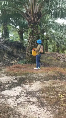 hari ini menjaga orang baja dulu iya guys.. bagaimana pendapat kalian tentang orang tabur baja ini betul/TDK mohon di koreksi bos ku🙏