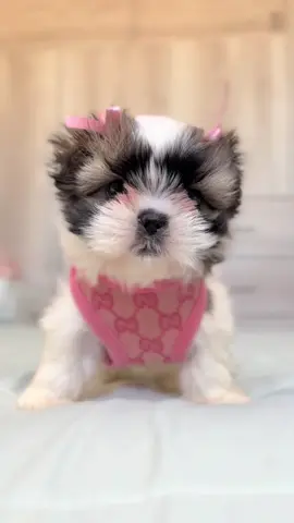 NENA BUSCANDO CASA 🐾🎀🏠 #fyp #parati #shihtzu #minitoy #shihtzumini #shitzu 