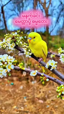 #မနက်ခင်းဓမ္မတေး #🙏 #တရားအသိဖြင့်ဘ၀တွေအေးချမ်းကြပါစေ #နှလုံးစိတ်ဝမ်းအေးချမ်းကြပါစေ🙏🙏🙏 #foryoupage #fypシ゚viral 