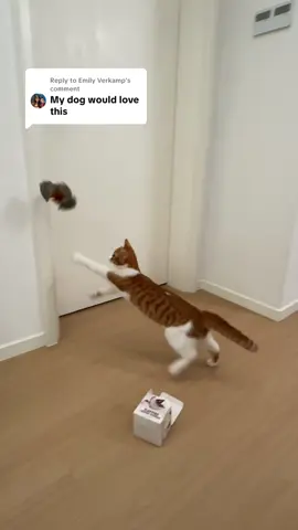 Replying to @Emily Verkamp Yep,the perfect gift for your pet,100%!Even dogs love it!#catlovebird #PetsOfTikTok #pettoy #potaroma #flaybirds 