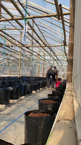 Persiapan media tanam Jalur irigasi harus lancar #mediatanam #hidroponik #greenhouse #petanimuda #melinial #fyp #viral #viraltiktok #viraltiktok #fypシ #semangat #mewujudkanimpian #ketahananpangan 