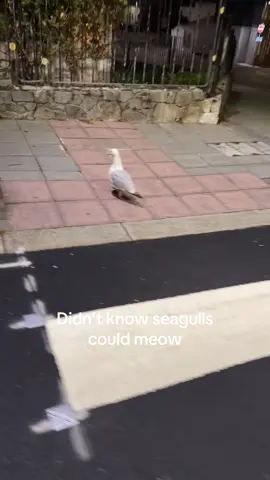 Funny little birdies 