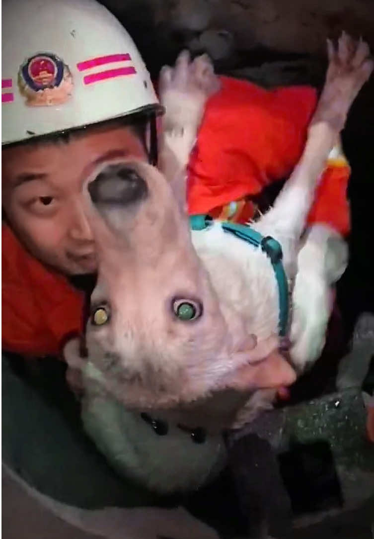 Dog's Rescue Reaction Will Melt your Heart ❤️ #reacuedog #dogreaction #dogrescue #cutedog #bravedog 