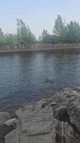 #babyduck #motherduck