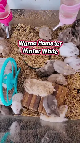 Kalian suka yg warna apa? #hamstersurabaya #winterwhitehamster #winterwhite #jualhamster #jualhamstersurabaya #hamsteroftiktok #GutsToExploreChallenge 