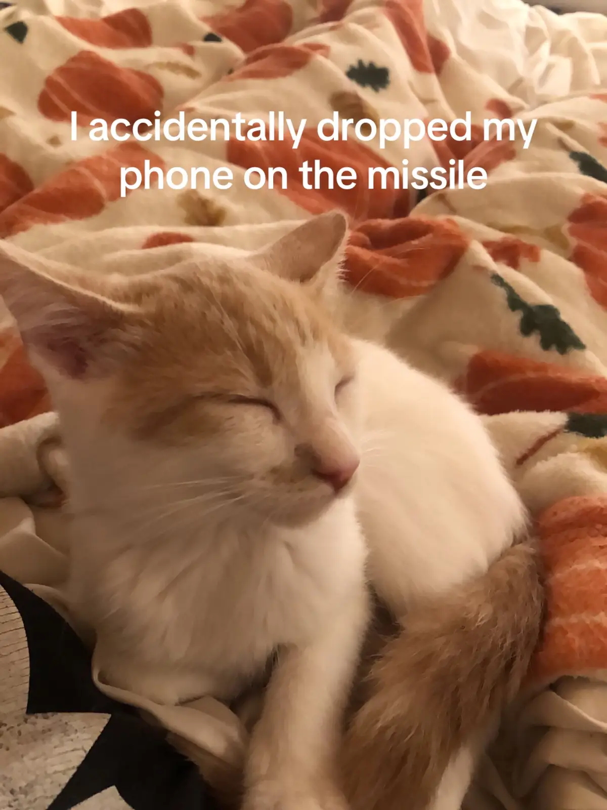 #kitten #kitty #catsoftiktok #cat #cutecatsoftiktok #fypシ #fypシ゚viral 