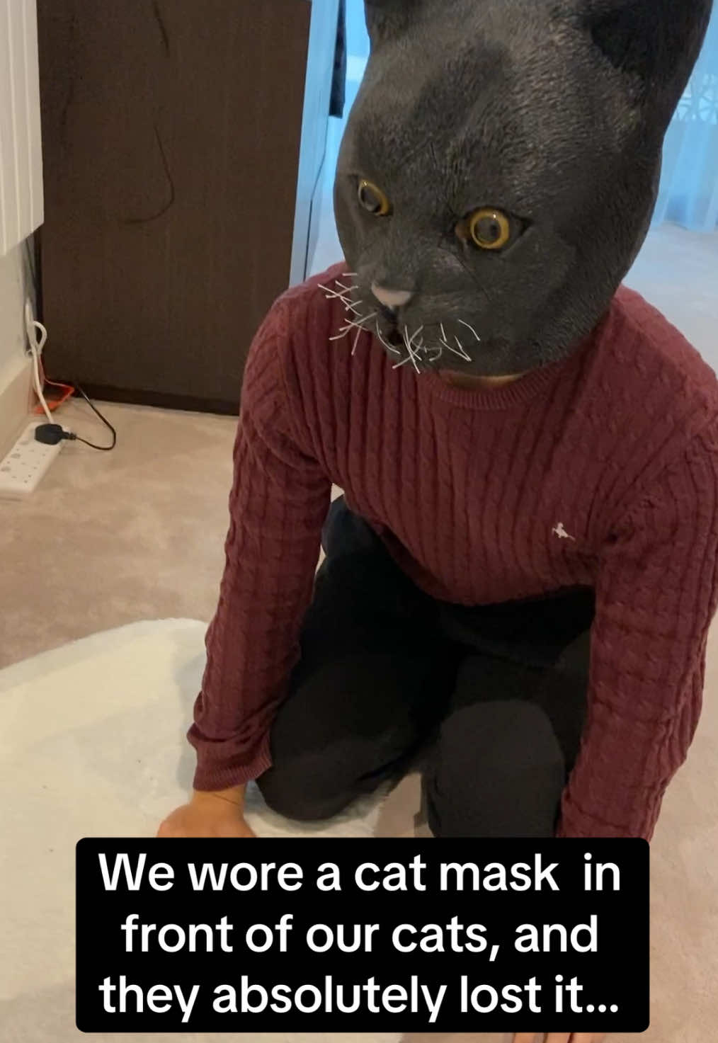The 2nd cat’s reaction got me 🤣🤣 #RoadTo19Million #Pubity  (@tofu_the_cat_2020 via ViralHog)