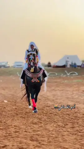 #اقماطه_العز🔥🦅 #يسلم_سيدها✨🥇 #الرايس_عبد_الله_سعد💪 #هلها🦅 #الجواد_همام🐎#الله_يبارك❤️🖐🏻  #ربي_يسلم_انشالله🔥#ماشاء_الله❤️ #وديما_قماطه_العز💪🔥 
