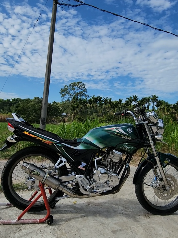 kalajengking tapi ngk berbisa  🦂#scorpiostyle #scorpiosteko225  #scorpiostylemedan 