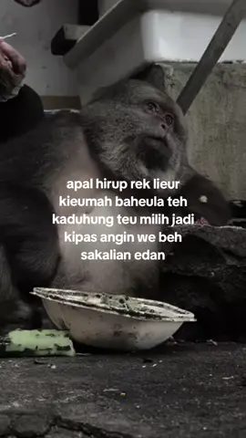 kaduhung euy 😌 #capruk #storysunda #monyetgalau #storygalau #atuheuy 