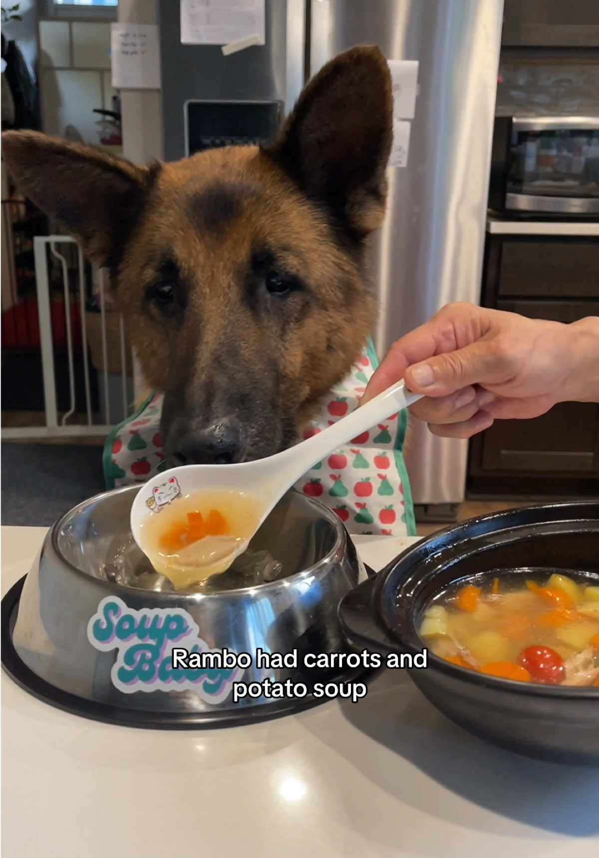 What my German Shepherd eats in our Chinese household  Soup Baby #soupbaby #dog #dogs #germanshepherd #dogmom #dogmomlife #whatmydogeats #chinesefood