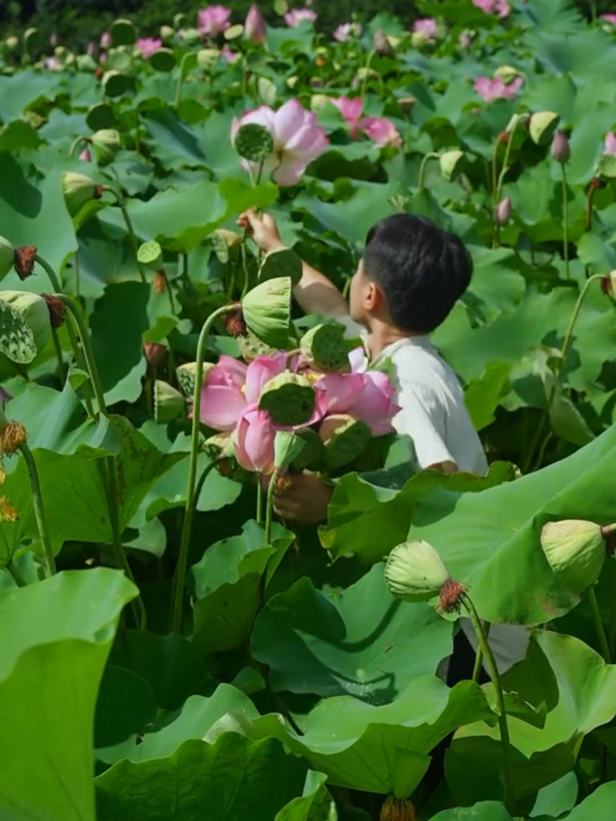 Lotus feast, the fragrance of the lotus pond in summer is far and clear, pick a basket and eat lotus in different ways...#rurallife #cooking #chinesefood #tastyfood #tastychina #foodtiktok #amthuctrunghoa #cuocsongthuongngay #tiktok2025 