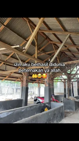 amin#fyp #setiafarm #peternakmuda #peternaksapiindonesia #sobatngaret 