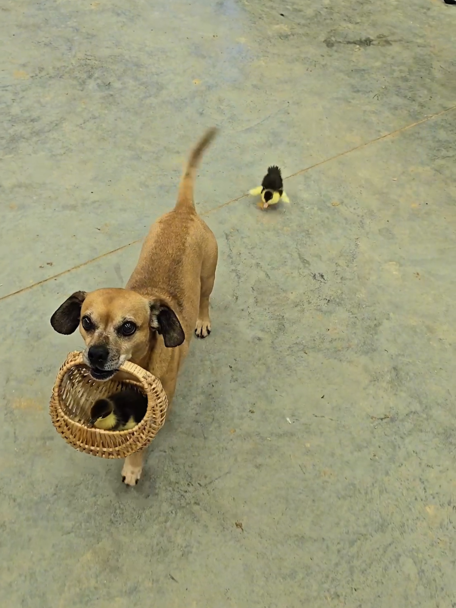 Minion collects...eggs?? #narrowayhomestead #theoneandonlyminion #eggbasket #eggcollection #ducklings