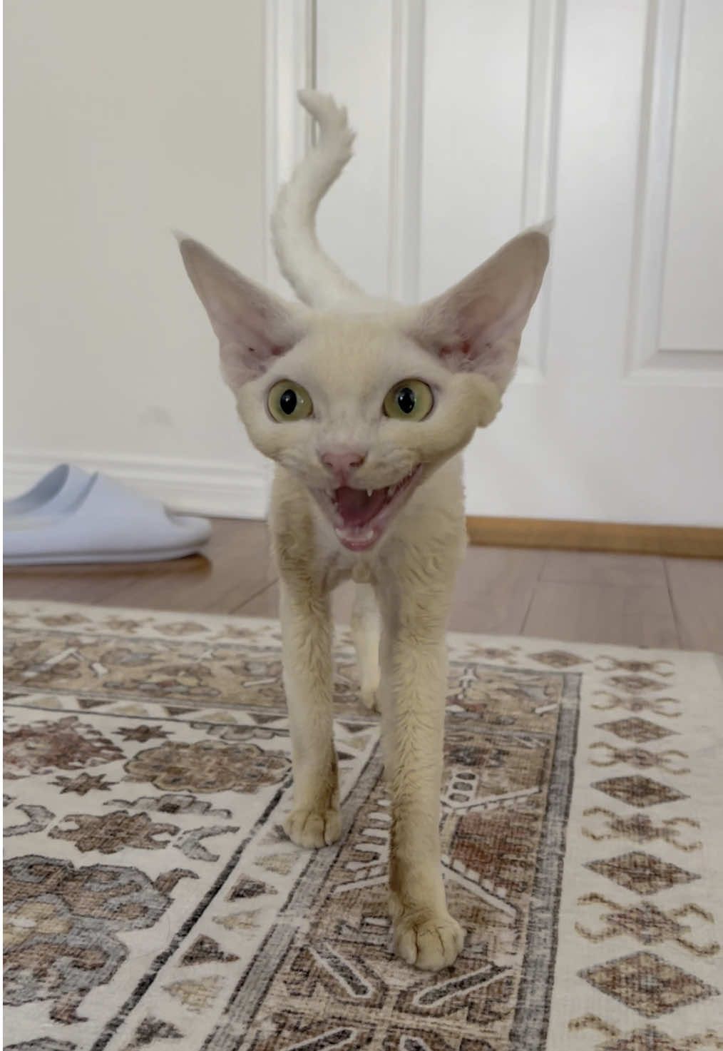#devonrex #devonrexcat #fyp #catdad 