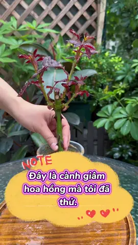 Giâm cành hoa mà toàn bị hỏng và đen, vậy thì bạn hãy làm ngay theo cách này, mẹo dân gian của người xưa.#chamsoccay #meotrongcay #trongcaytainha #trongcaysieude #fyp 