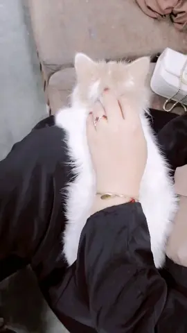 #سوسو_مالتنا #🐱🩷
