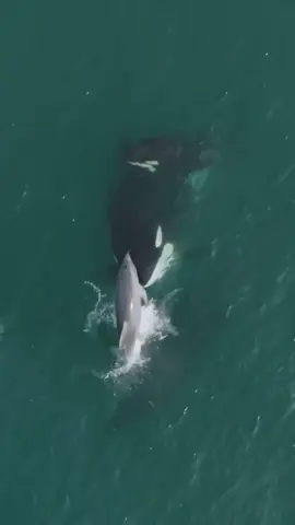 Orcas don’t play. Watch these apex predators as they hunt seals and dolphins. 🐬🦭⚠️ Killer whales are nature’s most ruthless hunters. This is raw power, teamwork, and intelligence at sea. Get ready to see the wild ocean in its most unfiltered form. 🌊 #KillerWhaleAttack #Orca #killerwhale #dolphins #wildocean  #seal #natureunfiltered #apexpredators #tiktoknature #oceanlife #rawmoments #fyp 