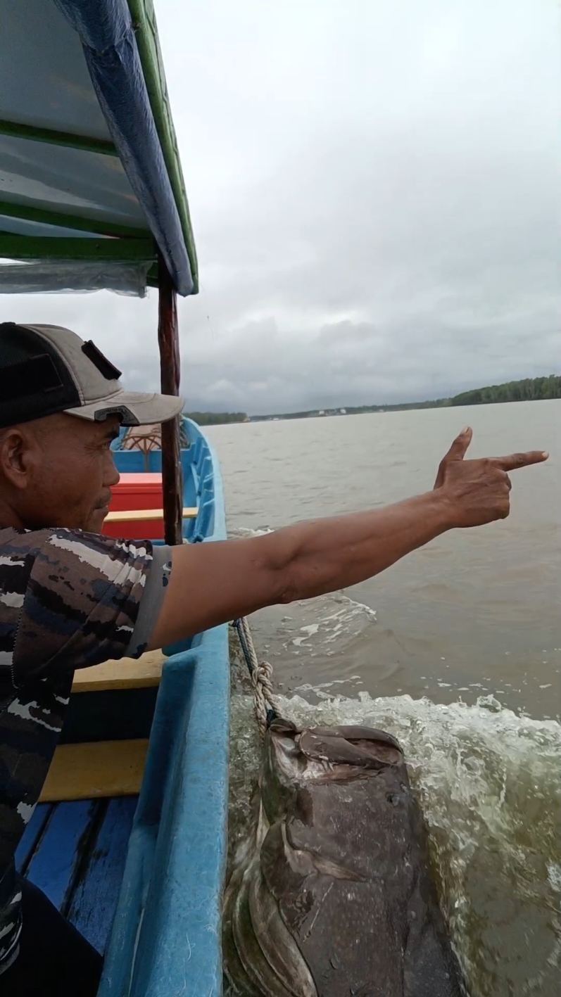 jalur monster groper