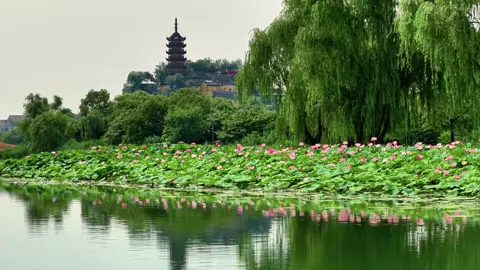 Bạn có muốn thử một lần, đứng trước hồ sen ngập sắc hồng và hỏi lòng: 'Bình yên là gì?' 📍Kim Sơn Tự Thuộc Trấn Giang, tỉnh Giang Tô, Trung Quốc. Vừa là thắng cảnh thiên nhiên vừa là chốn Phật giáo linh thiêng. Mùa hè, ao sen quanh chùa nở rộ, tạo nên không gian an yên – thanh tịnh – tuyệt đẹp. #xoaiuc #dulichtrungquoc 