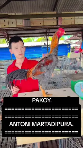 #ayam #fyp #fyp #ayam 