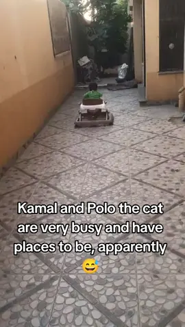 Alhamdulillah for the cats in our neighborhood, they bring Kamal so much joy. He doesn't understand what is happening, I try to protect him as much as I can, and anything that brings him happiness brings me happiness. #catsoftiktok #cattok #catlover #baby #babyboy #babytiktok 