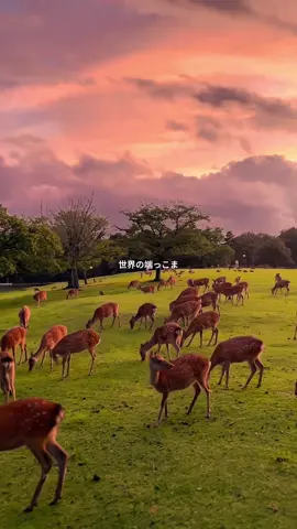 #tiktok #foryou #japantravel #fyp #音楽 #風景 