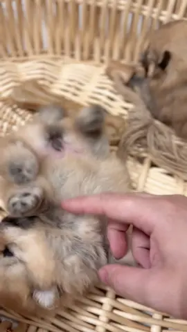 Mấy baby đòi hỏi quá 😆 #pomeranian #makipomeranian #pet #phocsoc #thucung 