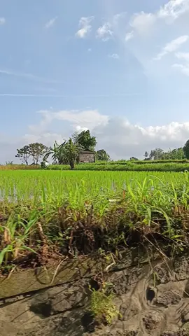 hidah nya pemandangan#masukberandafyp #fyp #cinta alam