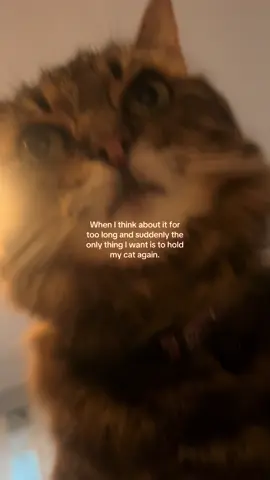 It keeps hitting me during random nights even almost a month later and then I can’t stop sobbing #petloss #petgrief #pet #grief #catloss #cat #cats #fyp #xyzbca 