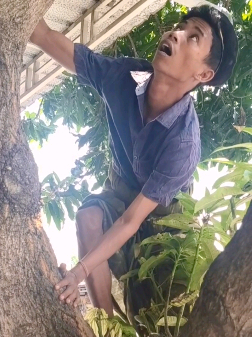 Pesona mangga muda 😂😂😂 #syamdealova  #mangga #funnyvideos #videolucu 