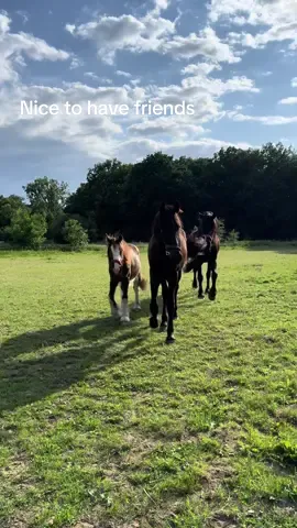 Дружные красавцы! #horse #horses #friends #horse #foal  #foalsoftiktok #horseoftiktok #field #animals #germany #кони #конюшня #жеребята #табун 