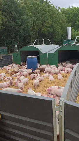A very successful wean today, piglets looking good  🐖 🐷 🐽 #pigsoftiktok #pigfarm #farming #pigs #tractors #fyp #foreyoupage 